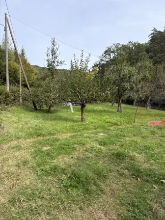 Foto treephoto-ifbfy3kht2vt3s81kon4lfox.jpeg