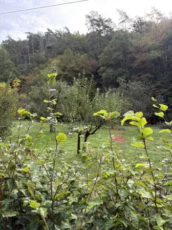 Foto treephoto-j2exdztkg6clocysbszrcqre.jpeg
