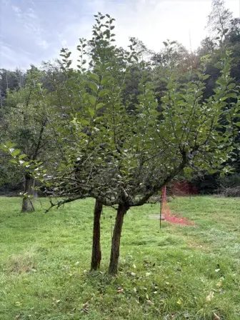 Foto treephoto-lp0mrzvg9xha90x8gx3b9vlc.jpeg