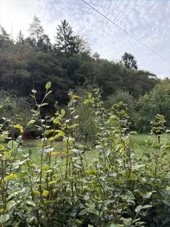 Foto treephoto-m43p6bb6g6km1xd9ivgk1q0t.jpeg
