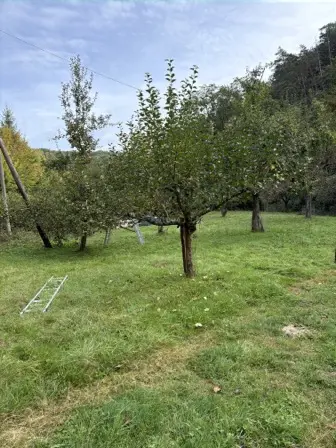 Foto treephoto-mobjtmari82szkmrdz7t5w1n.jpeg