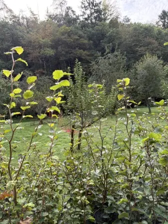 Foto treephoto-nldvskandn1ws3e3mw4xedkh.jpeg
