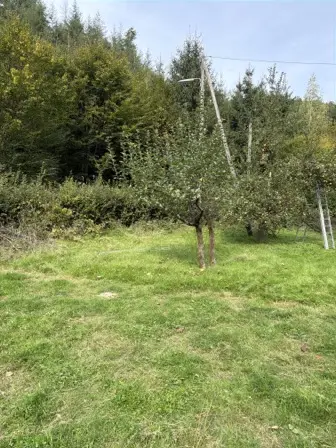 Foto treephoto-s15o184sxxcz6gtmhrz44je7.jpeg
