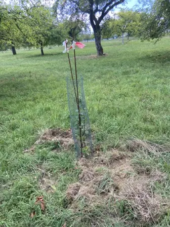 Foto treephoto-sytl00ufmhmjwwfv6030n9xi.jpeg