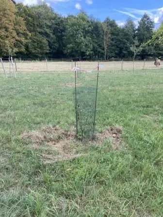 Foto treephoto-t6aqnhy0htea75cfqyszhbgh.jpeg