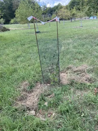 Foto treephoto-y4pbxkxiripbe0li5o4wn88k.jpeg