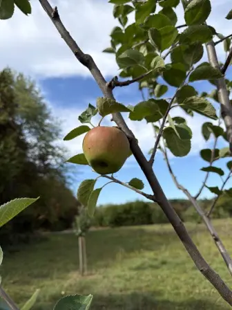 Foto treephoto-jutcmty7fh6n1m268k64smzt.jpeg