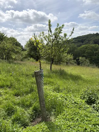 Foto treephoto-k66uipzbpz1kd09hswd4fsip.jpeg