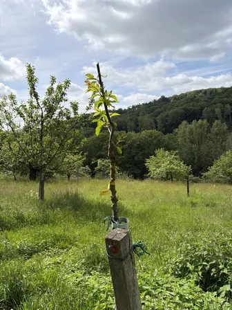 Foto treephoto-qp5bxkzrdxr72vd1st25zxnh.jpeg