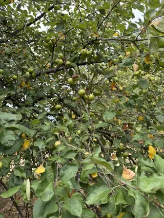 Foto treephoto-u77wwwzb4ftqrb5s7hj69d58.jpeg