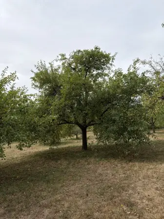 Foto treephoto-x9bhq6vrxcaxa4my2yzx18cl.jpeg