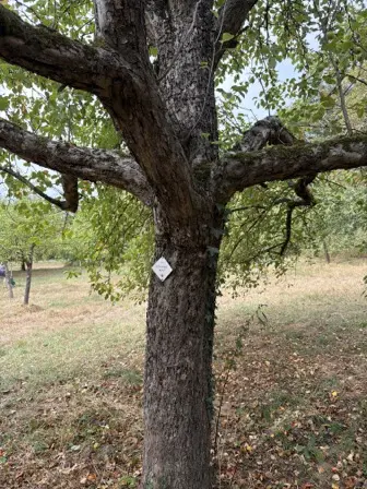 Foto treephoto-z0oudmd0b44lp5lc2l6y3g3b.jpeg