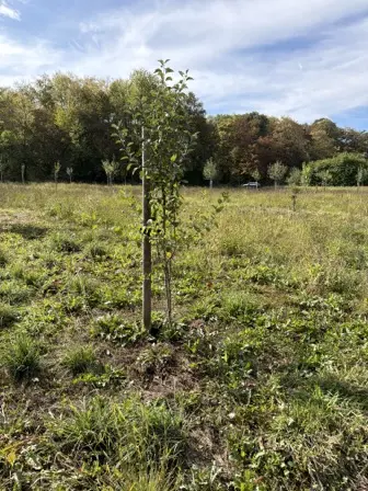 Foto treephoto-idsi44fmcrl6o86t71yio1bq.jpeg