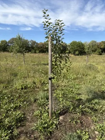 Foto treephoto-xdtkm153e63usyujp0slenwp.jpeg