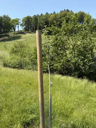 Foto treephoto-i0weciwoxjs3uwb8kh6076zv.jpeg