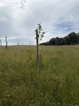 Foto treephoto-l08yji72boeftck24ikwp18m.jpeg