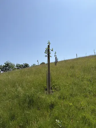 Foto treephoto-rcfkfr0ozuvurzjyglv46peu.jpeg