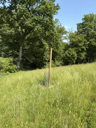 Foto treephoto-s1bdm1mw65vp1b1ecsev5m6a.jpeg