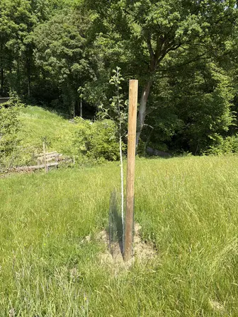 Foto treephoto-thoiieezkg0rvf9st1oeptgz.jpeg