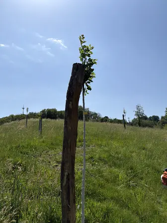 Foto treephoto-b6bcs3ec251pj0go73mude9i.jpeg