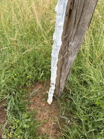 Foto treephoto-ixfavd8xz430ztra1l45oiyo.jpeg