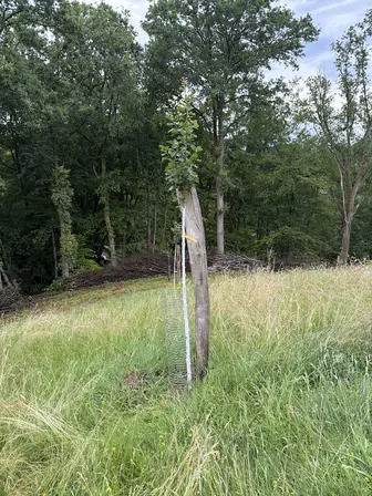 Foto treephoto-jfwknw2g2xp8y0oqt0lxqnf9.jpeg