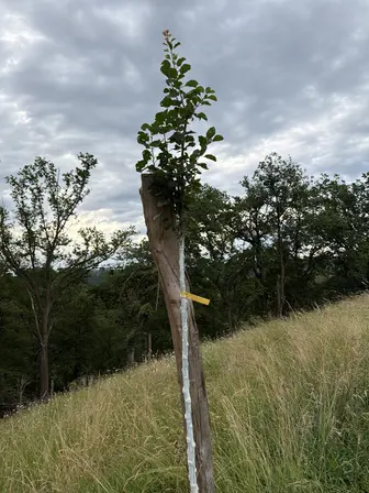 Foto treephoto-nrzq1crbocehfl5tfvkmdph9.jpeg
