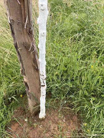 Foto treephoto-q9zhre21xzh256ki16eifrmk.jpeg