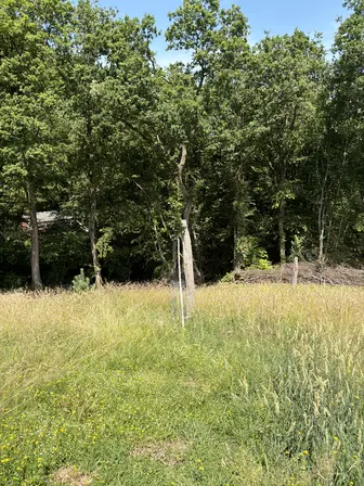 Foto treephoto-qukgnm04itl0tlkk7d4udxoc.jpeg
