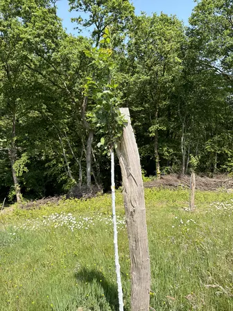 Foto treephoto-z2wheo4jt2rq3060hvq5l1cr.jpeg