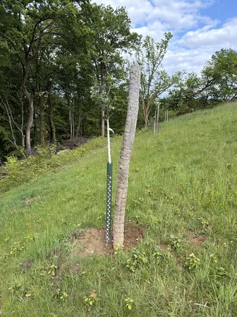 Foto treephoto-irswnvymkq2xp9trfe1cddug.jpeg