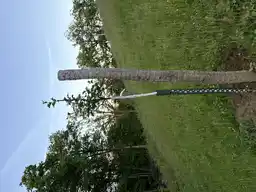 Foto treephoto-ksyth2hhzjbg39oyihyrg6bf.jpeg