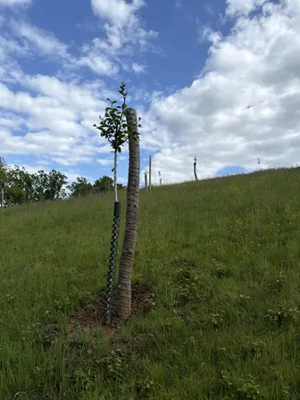 Foto treephoto-l7saghj0wjpfsoi52ejgjp3w.jpeg