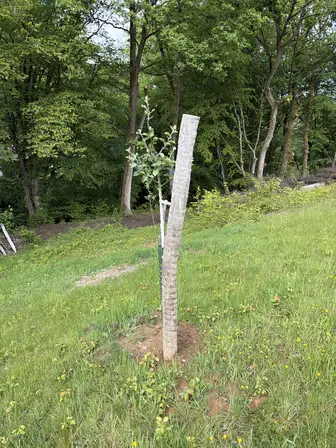 Foto treephoto-o21q3f69qvegcs07v7f6kl0a.jpeg