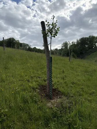 Foto treephoto-tg27b2pzmrulteqeqdf7unz5.jpeg