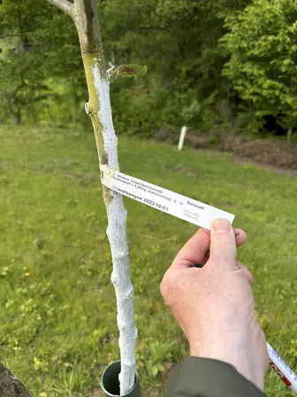 Foto treephoto-tx2txlc3vi1h4yopna0rdgwf.jpeg