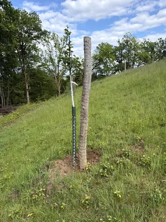 Foto treephoto-v1qwigwblz0wzpmdnu94gb1u.jpeg