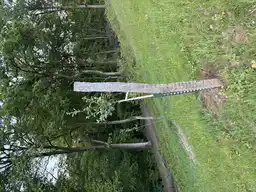 Foto treephoto-vzyf3hzzxv43jysacpmfhd4n.jpeg