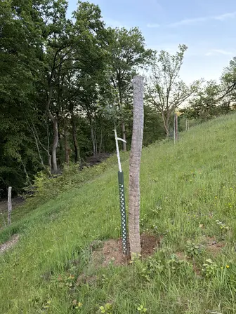 Foto treephoto-wes5vq5co1l073qzspcvq23o.jpeg