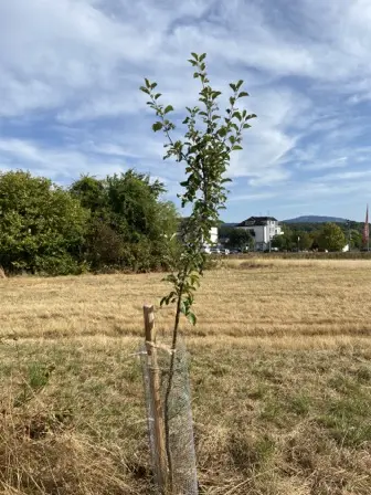 Foto treephoto-x3rbv0e5yx7b4xzjkzicztgy.jpeg