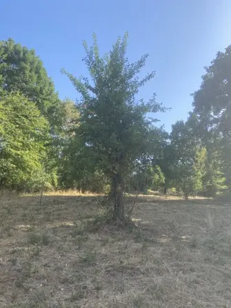 Foto treephoto-aclu1bq0poktyc9axgoymppu.jpeg