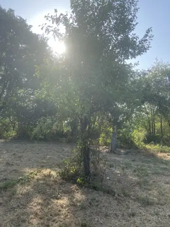 Foto treephoto-fcoh0pyvibghmcang2jvp0ha.jpeg