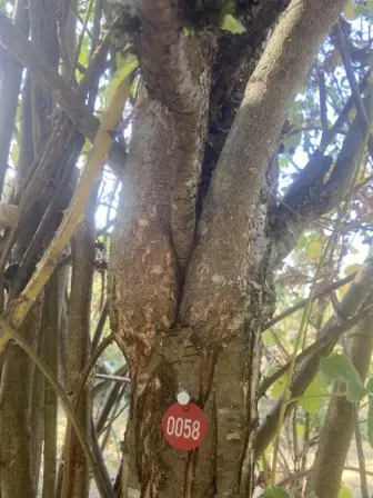 Foto treephoto-fjb7vnwgq5tnim3pujruzlw8.jpeg