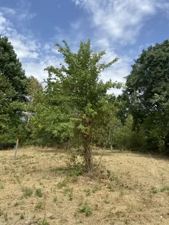 Foto treephoto-kqg5kk88jzjrhmlf536e1kox.jpeg