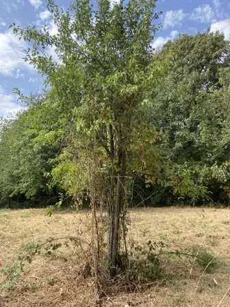 Foto treephoto-m0fr4q01fg9649uz8bl7o13q.jpeg