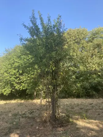 Foto treephoto-myyuebm1lfjt37ctr3pqac7f.jpeg