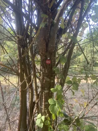 Foto treephoto-qqj9mhsnxkuz0w5wgpatnlu0.jpeg