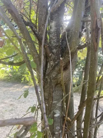 Foto treephoto-sg8hrnanvsj1x5qr5emcsxtv.jpeg