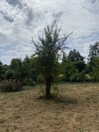 Foto treephoto-vnavsbe8tc5l7rjp21eaatyn.jpeg