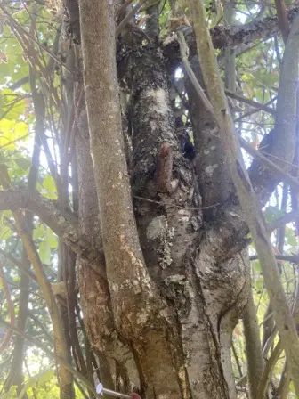 Foto treephoto-zr2ufk7yjkl028srg2xj78sm.jpeg